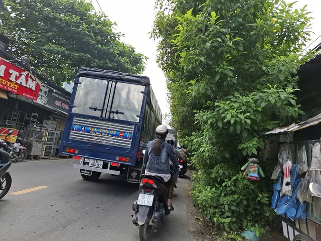 C&acirc;y kiểng B&igrave;nh Long s&agrave; xuống đường g&acirc;y nguy hiểm cho người tham gia giao th&ocirc;ng - Ảnh 1.