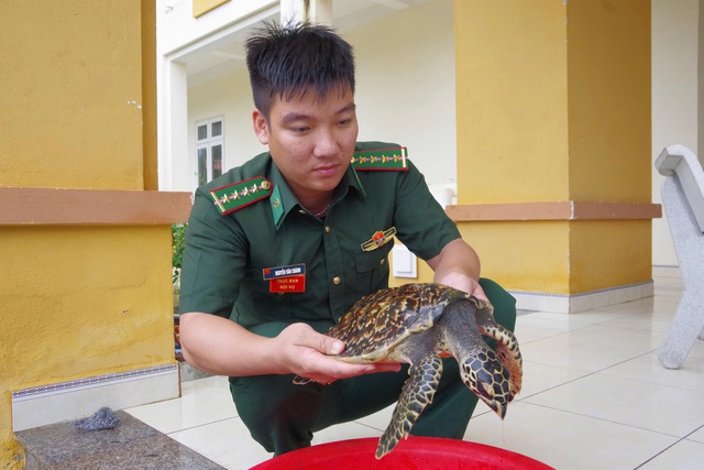 Quảng Ngãi: Thiếu nữ phát hiện đồi mồi quý hiếm, nhờ biên phòng cứu hộ- Ảnh 1.