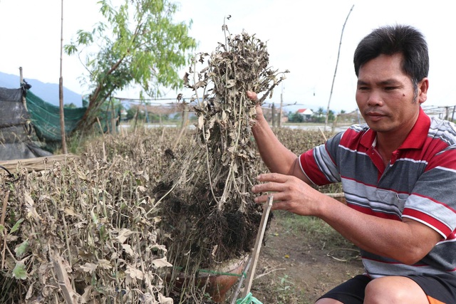 Tan hoang những vườn hoa ngập lũ - Ảnh 1.