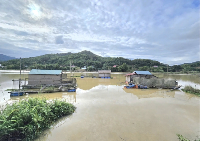 Cá chết vì mắc cạn trên hồ thủy điện- Ảnh 2.