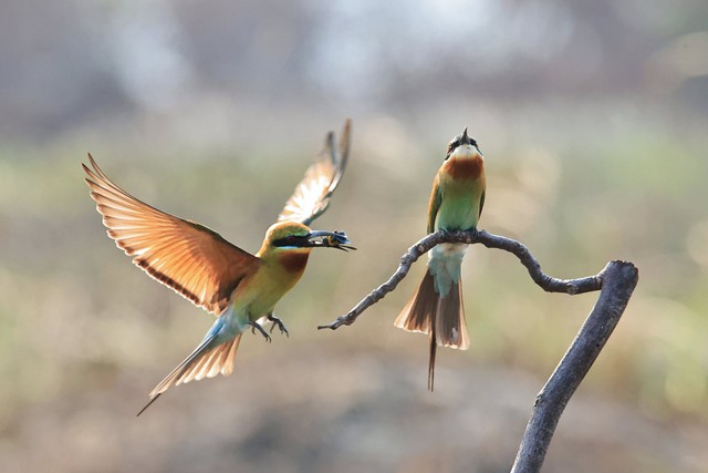 Hơn 600.000 chim hoang dã, di cư bị săn bắt: Đăng bán trên Facebook phạt bao nhiêu? - Ảnh 2.