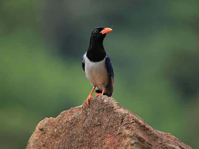 Hơn 600.000 chim hoang dã, di cư bị săn bắt: Đăng bán trên Facebook phạt bao nhiêu? - Ảnh 3.
