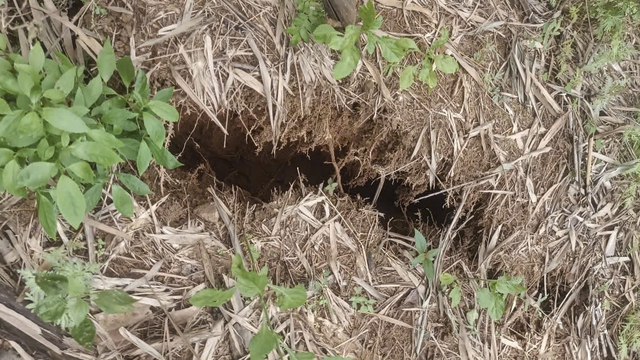 Quảng Ng&atilde;i: Xuất hiện nhiều vết nứt tr&ecirc;n sườn n&uacute;i, khẩn cấp di dời d&acirc;n - Ảnh 2.