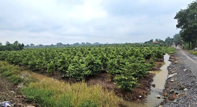 TP.HCM: Ông Nguyễn Phước Lộc thăm nông dân làng mai Bình Lợi ảnh hưởng vì ngập nước - Ảnh 3.