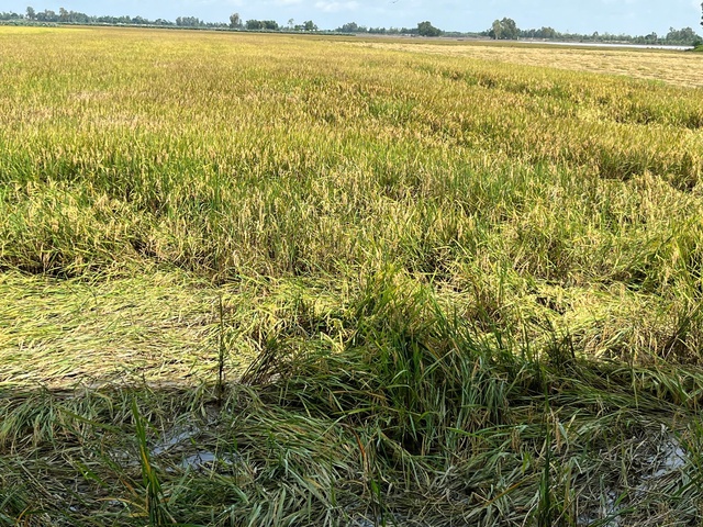 Đồng Th&aacute;p: Bị cản kh&ocirc;ng cho đưa m&aacute;y m&oacute;c v&ocirc; ruộng thu hoạch l&uacute;a, người d&acirc;n cầu cứu - Ảnh 2.