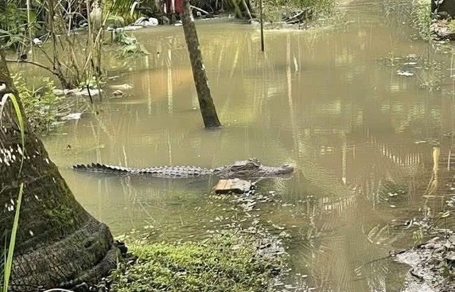 Cần Thơ: Tìm kiếm cá sấu dài 1,5 m xuất hiện trong khu vực ngập nước - Ảnh 1.