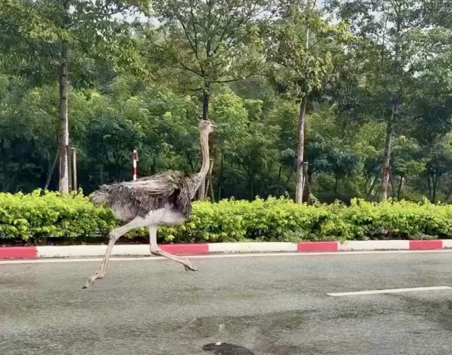 TP.HCM: Tạm giữ chim đà điểu chạy “tốc hành” trong KCN, mất an toàn giao thông - Ảnh 1.