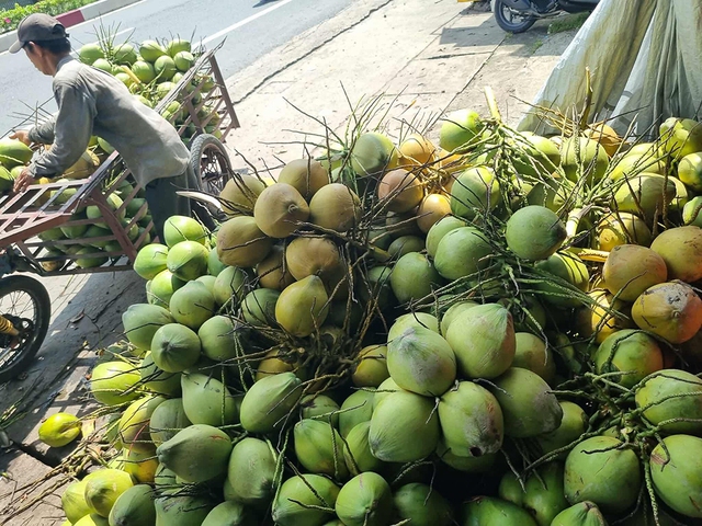 Sau cơn sốt, giá dừa quay đầu giảm, vì sao?- Ảnh 1. Sau cơn sốt, giá dừa quay đầu giảm, vì sao?- Ảnh 1.