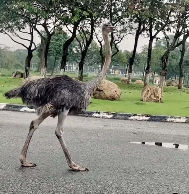 Chim đà điểu bị tạm giữ đã chết, cơ quan chức năng TP.HCM đưa đi tiêu hủy - Ảnh 2.