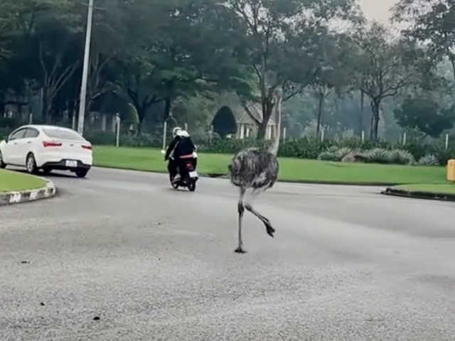 Chim đà điểu bị tạm giữ đã chết, cơ quan chức năng TP.HCM đưa đi tiêu hủy - Ảnh 3.