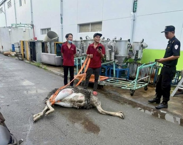 Chim đà điểu bị tạm giữ đã chết, cơ quan chức năng TP.HCM đưa đi tiêu hủy - Ảnh 1.