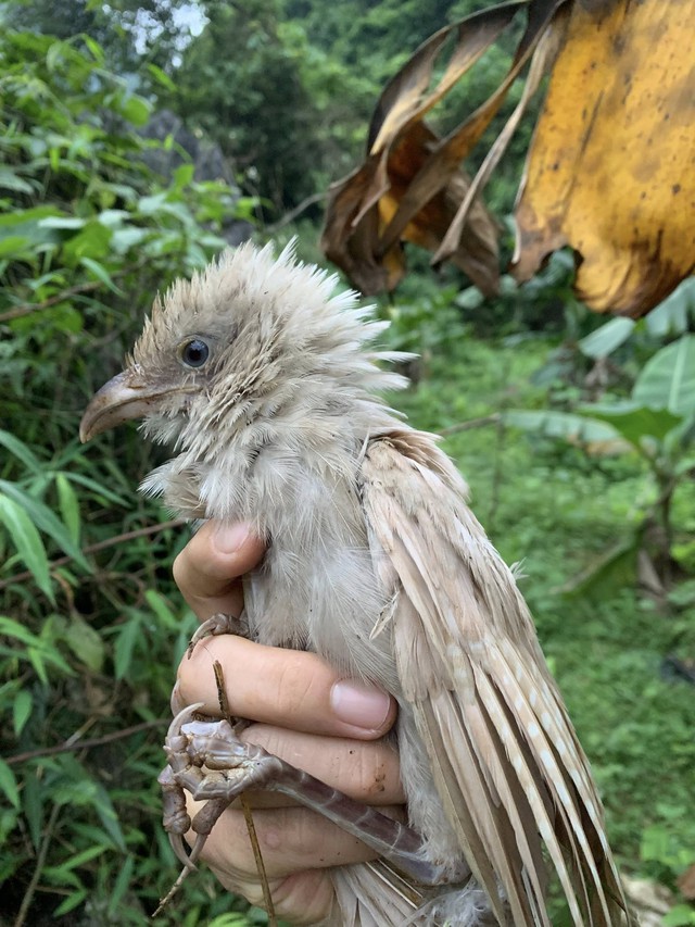 The rare appearance of an albino lapwing in nature surprises many people - Photo 1.