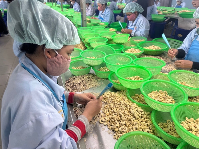 Xuất khẩu nhiều nhất thế giới, vì sao ngành điều Việt Nam vẫn bị ép giá?- Ảnh 3.