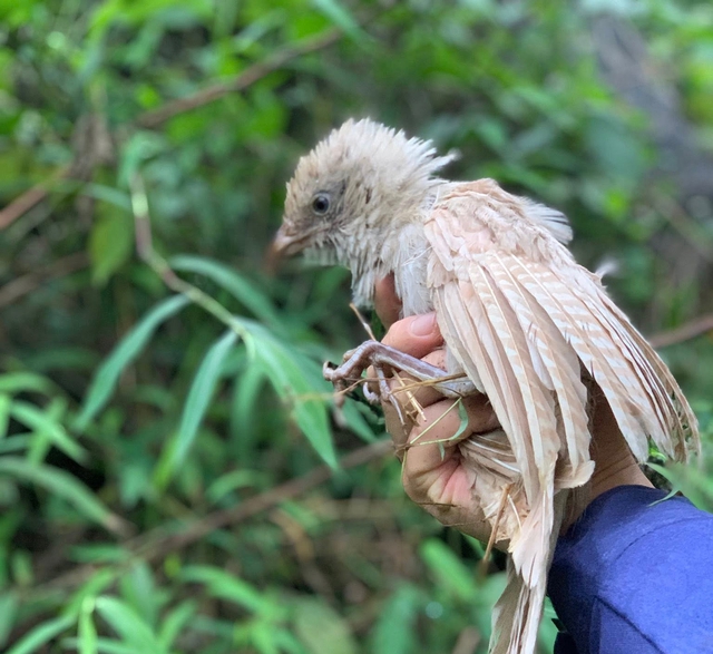 The rare appearance of an albino lapwing in nature surprises many people - Photo 2.