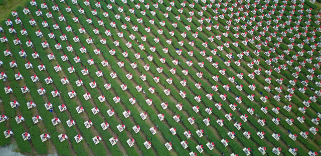 1.111 'Tr&agrave; nương' đồng diễn d&acirc;ng tr&agrave; tr&ecirc;n đồi ch&egrave;, đề cử Kỷ lục Việt Nam - Ảnh 2.