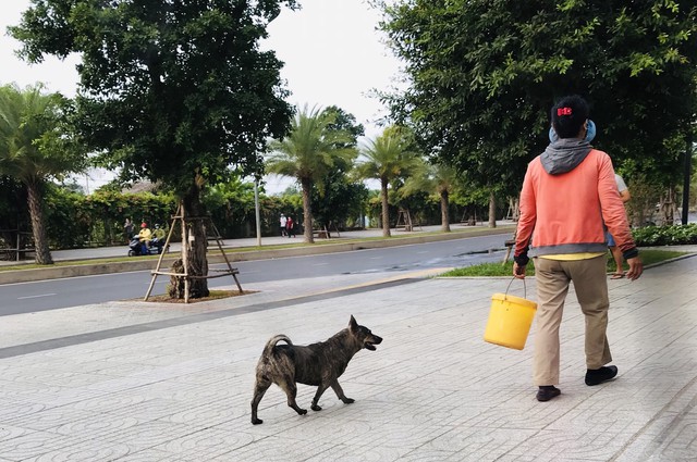 Thả rông chó, mèo phạt bao nhiêu, ai xử phạt?- Ảnh 3.