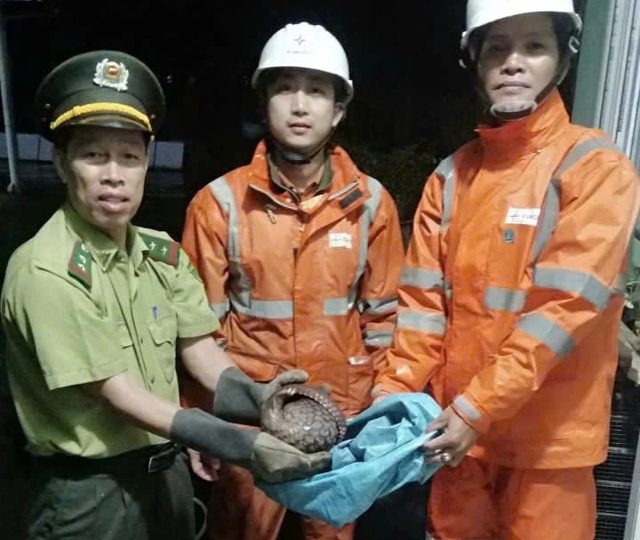 Công nhân Điện lực Huế cứu hộ động vật quý hiếm trong đêm - Ảnh 2.