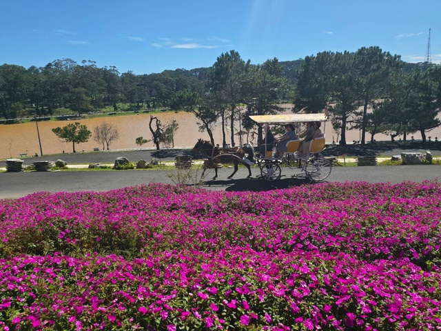 Xe ngựa Đà Lạt: Sản phẩm du lịch đặc thù cần khôi phục và phát triển- Ảnh 3. Xe ngựa Đà Lạt: Sản phẩm du lịch đặc thù cần khôi phục và phát triển- Ảnh 3.