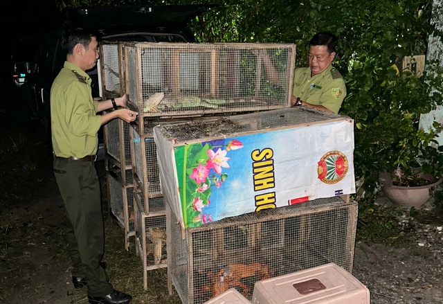 Phát hiện nhiều cá thể rồng Nam Mỹ không có hồ sơ hợp pháp nuôi nhốt- Ảnh 2. Phát hiện nhiều cá thể rồng Nam Mỹ không có hồ sơ hợp pháp nuôi nhốt- Ảnh 2.