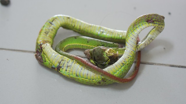 Bác sĩ cảnh báo rắn lục đuôi đỏ trong mùa mưa: Chứa 20 thành phần gây độc - Ảnh 1.