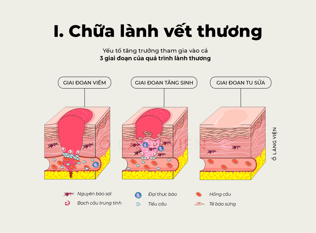Cơ chế SHA Polymer: Bước tiến trong khoa học tái tạo mô - Ảnh 2.