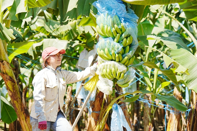 Sau sầu riêng, loại trái cây nào sẽ đạt tỉ USD? - Ảnh 1. Sau sầu riêng, loại trái cây nào sẽ đạt tỉ USD? - Ảnh 1.