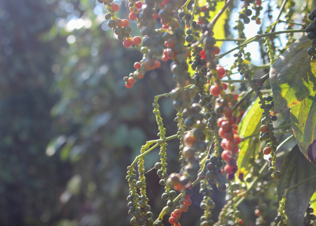 Ο «μαύρος χρυσός» σπάει ρεκόρ πριν από 10 χρόνια - Φωτογραφία 1.