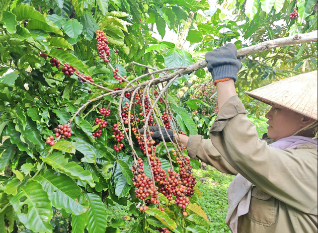 Gi&aacute; c&agrave; ph&ecirc; tiếp tục lao dốc v&igrave; lo EUDR tiếp tục ho&atilde;n  - Ảnh 1.