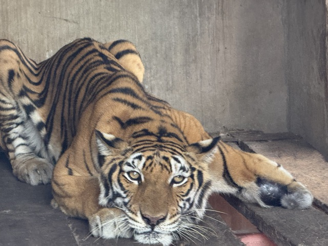 Công an đang làm việc với cơ sở nuôi nhốt nhiều hổ, báo ở TP.HCM- Ảnh 1.