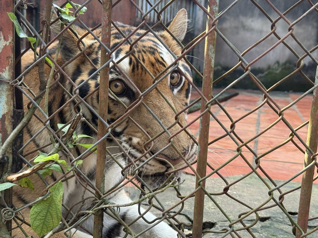 Công an đang làm việc với cơ sở nuôi nhốt nhiều hổ, báo ở TP.HCM- Ảnh 2.