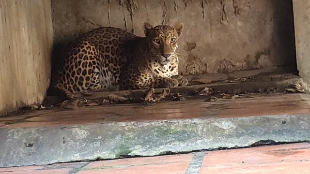 Công an đang làm việc với cơ sở nuôi nhốt nhiều hổ, báo ở TP.HCM- Ảnh 4.