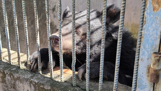 Công an đang làm việc với cơ sở nuôi nhốt nhiều hổ, báo ở TP.HCM- Ảnh 5.