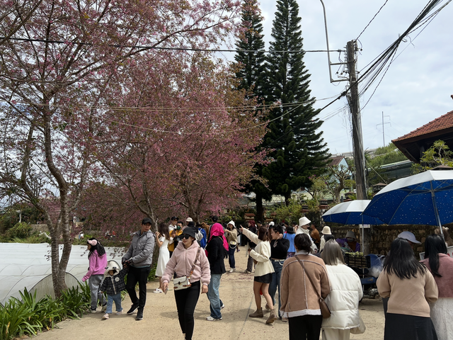 Nhiều kh&aacute;ch Việt muốn đi Đ&agrave; Lạt v&agrave;o dịp Tết Nguy&ecirc;n đ&aacute;n- Ảnh 1.