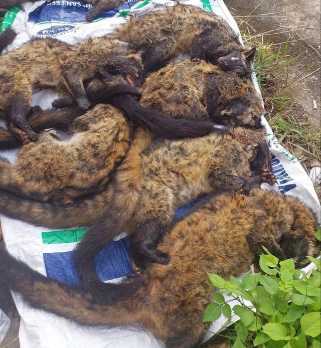 Xe khách chở lượng lớn thịt nghi động vật hoang dã qua hầm Hải Vân- Ảnh 1. Xe khách chở lượng lớn thịt nghi động vật hoang dã qua hầm Hải Vân- Ảnh 1.