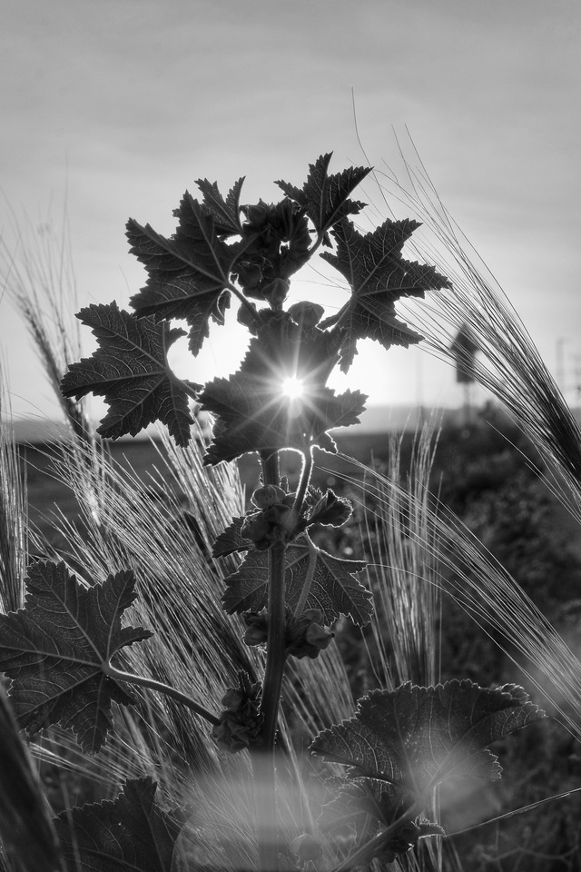 Một không gian dành cho nhiếp ảnh đen trắng thủ công- Ảnh 3. Một không gian dành cho nhiếp ảnh đen trắng thủ công- Ảnh 3.