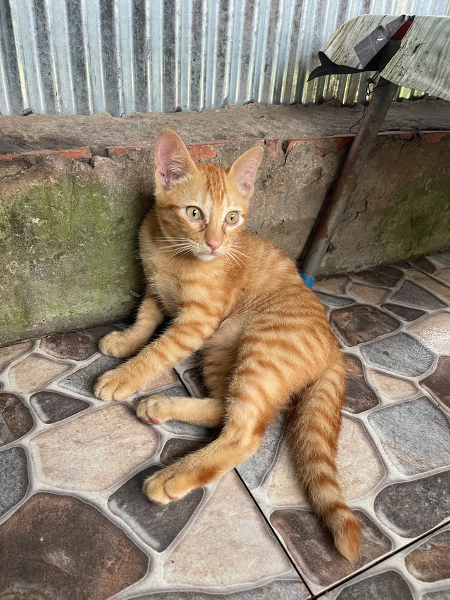 Chuyện về Pâu và Pi, cặp chó mèo dễ thương, dân mạng gọi là anh em - Ảnh 3.