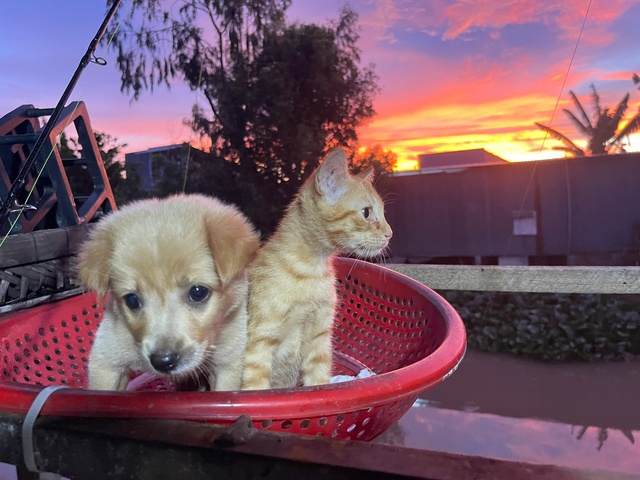 Chuyện về Pâu và Pi, cặp chó mèo dễ thương, dân mạng gọi là anh em - Ảnh 1.