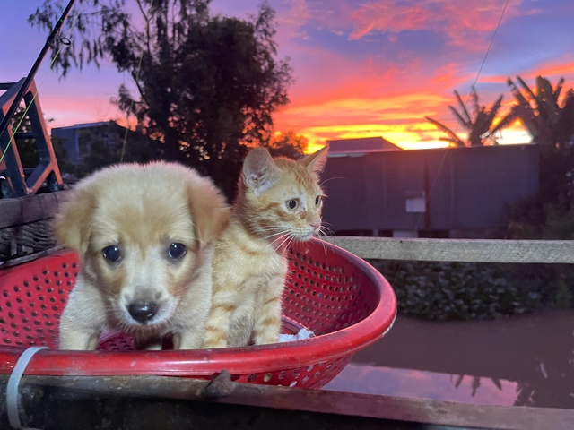 Chuyện về Pâu và Pi, cặp chó mèo dễ thương, dân mạng gọi là anh em - Ảnh 2.