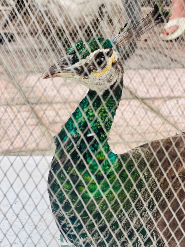 Chim công lục quý hiếm có trong Sách đỏ tự bay đến nhà người dân - Ảnh 1.