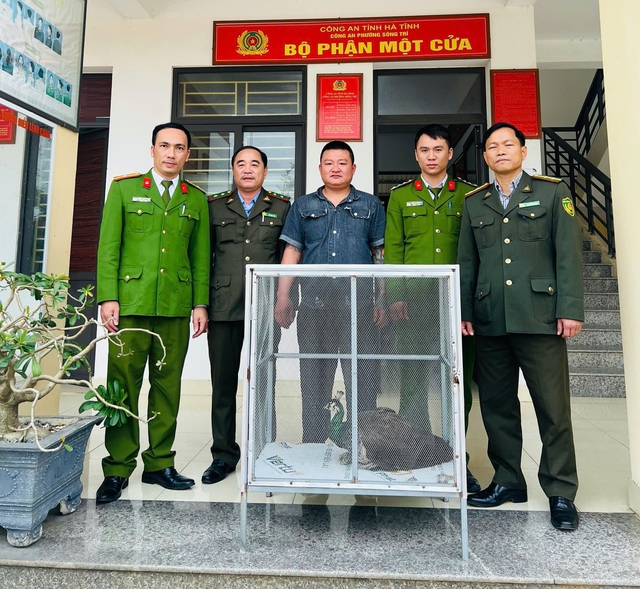 Chim công lục quý hiếm có trong Sách đỏ tự bay đến nhà người dân - Ảnh 3.