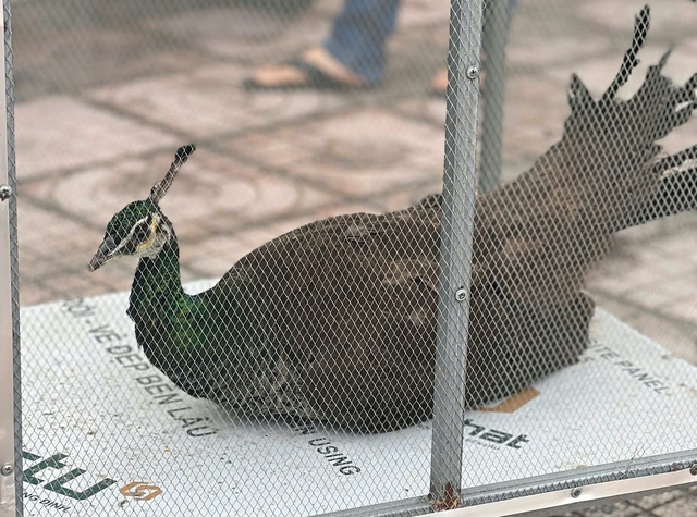 Chim công lục quý hiếm có trong Sách đỏ tự bay đến nhà người dân - Ảnh 2.