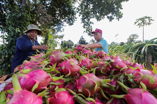 Trung Quốc chi 24 tỉ USD mua rau quả, Việt Nam tăng mạnh nhất
- Ảnh 1.