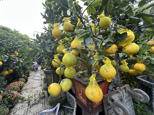 Hoa kiểng đổ về TP.HCM đ&oacute;n tết sớm- Ảnh 1.