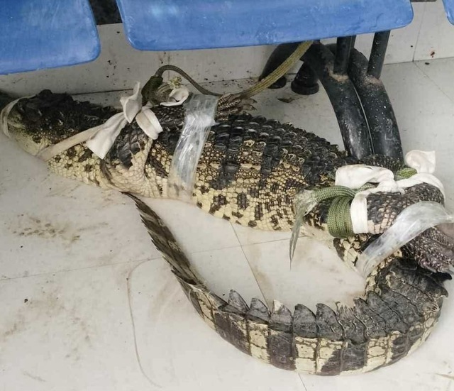 C&agrave; Mau: Người d&acirc;n v&acirc;y bắt c&aacute; sấu xuất hiện khu đất hoang - Ảnh 1.