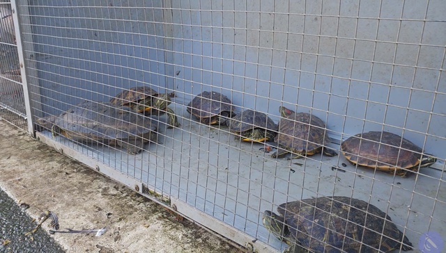 Bu&ocirc;n b&aacute;n chim trời, th&uacute; rừng: 'Chợ đen' c&ocirc;ng khai th&aacute;ch thức ph&aacute;p luật - Ảnh 10.