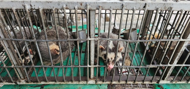 Bu&ocirc;n b&aacute;n chim trời, th&uacute; rừng: 'Chợ đen' c&ocirc;ng khai th&aacute;ch thức ph&aacute;p luật - Ảnh 8.