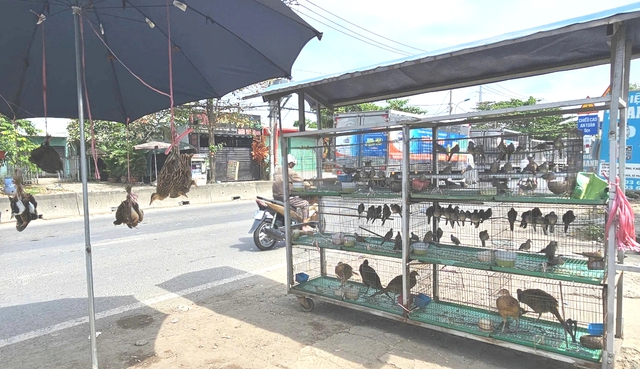 Bu&ocirc;n b&aacute;n chim trời, th&uacute; rừng: 'Chợ đen' c&ocirc;ng khai th&aacute;ch thức ph&aacute;p luật - Ảnh 3.