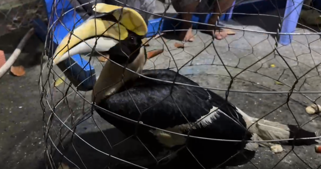 Li&ecirc;n tiếp bắt được chim Hồng Ho&agrave;ng qu&yacute; hiếm tại H&oacute;c M&ocirc;n - Ảnh 1.