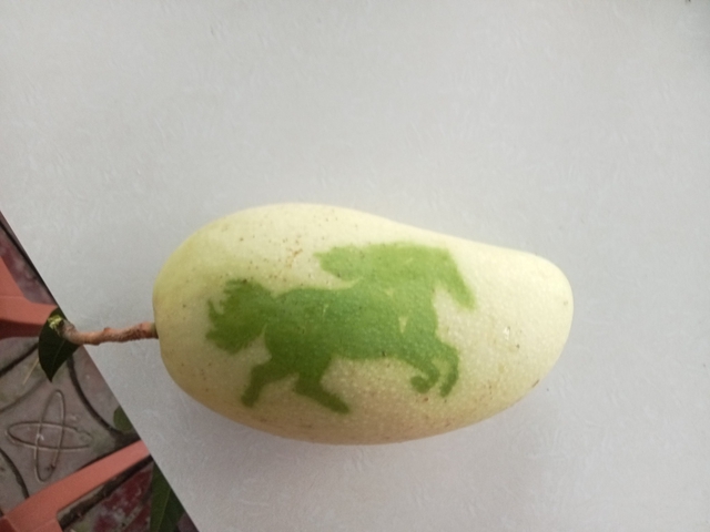 Tr&aacute;i c&acirc;y tạo h&igrave;nh Tết B&iacute;nh Ngọ: Nh&agrave; vườn miền T&acirc;y chăm ch&uacute;t từng sản phẩm- Ảnh 4.