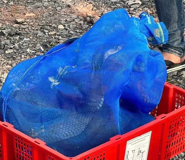 Quảng Trị: Bắt vụ vận chuyển gần 1 tấn rắn hổ mang từ L&agrave;o về Việt Nam- Ảnh 2.